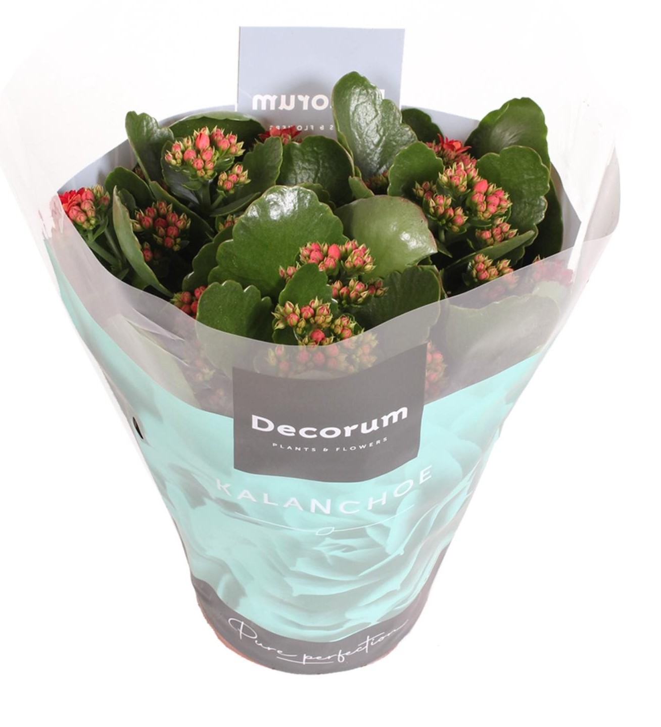 Kalanchoe fleurnl