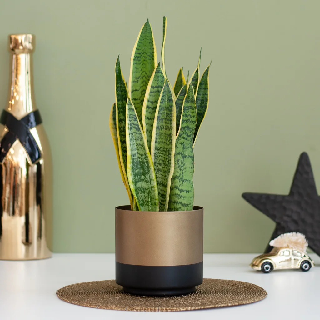 Sansevieria Laurentii Vrouwentong