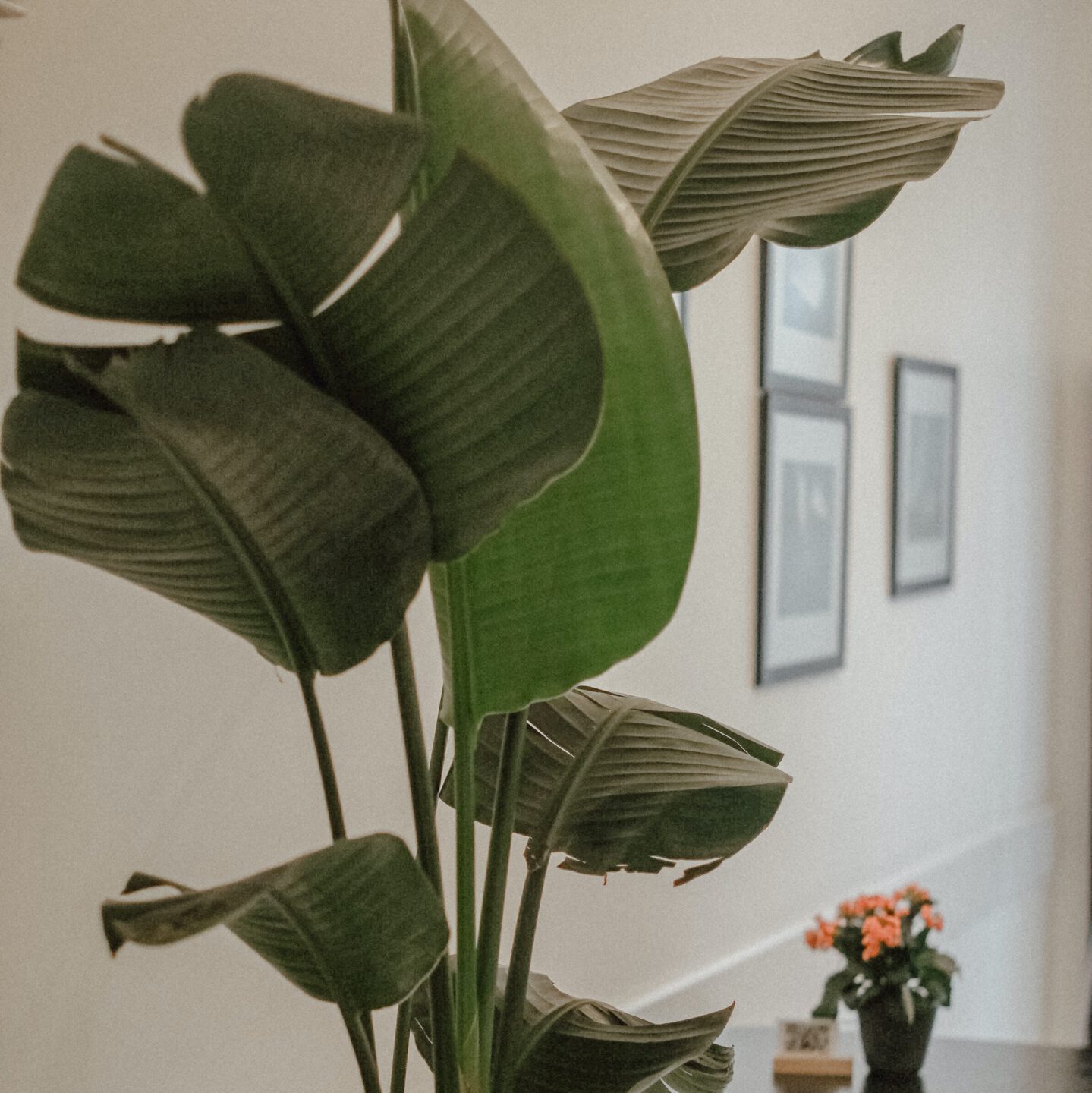 Strelitzia Nicoalai in hall