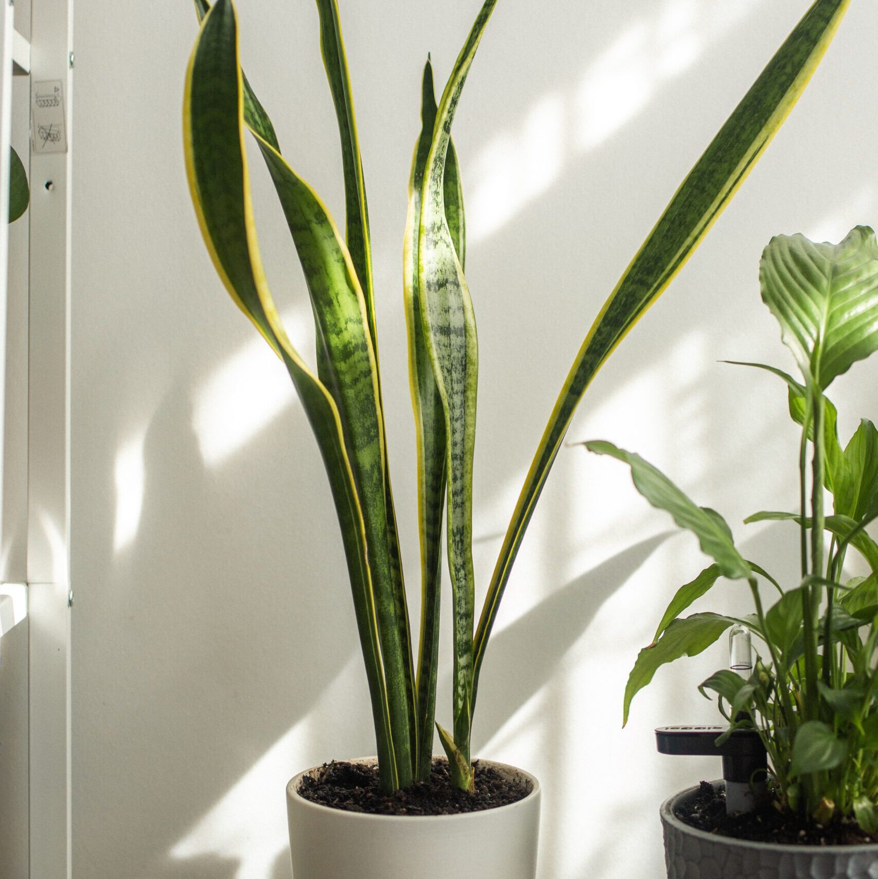 Kamer van Multipla Sansevieria/Vrouwentong in pot - vladimir gladkov