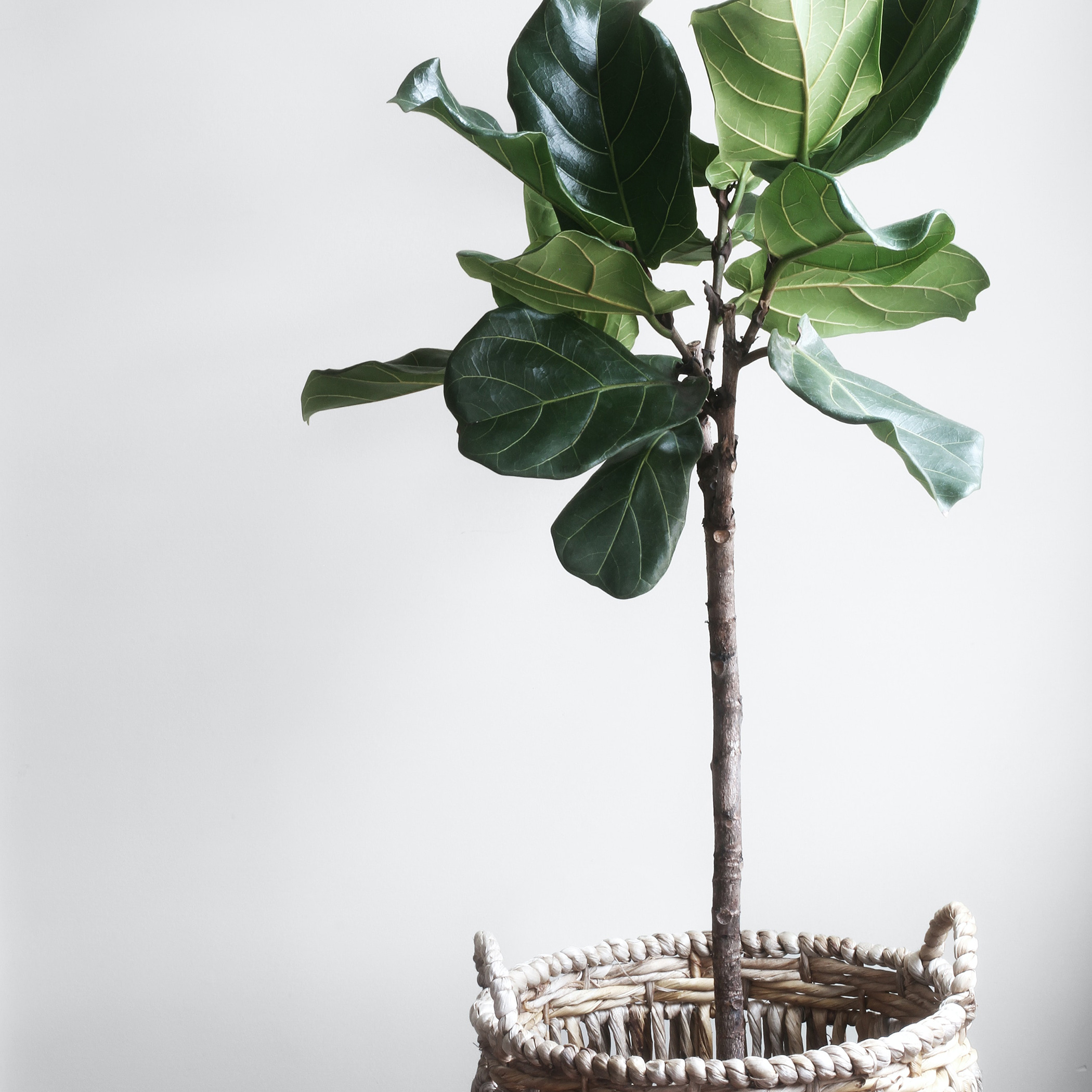 Ficus lyrata 1 Vioolbladplant in mand