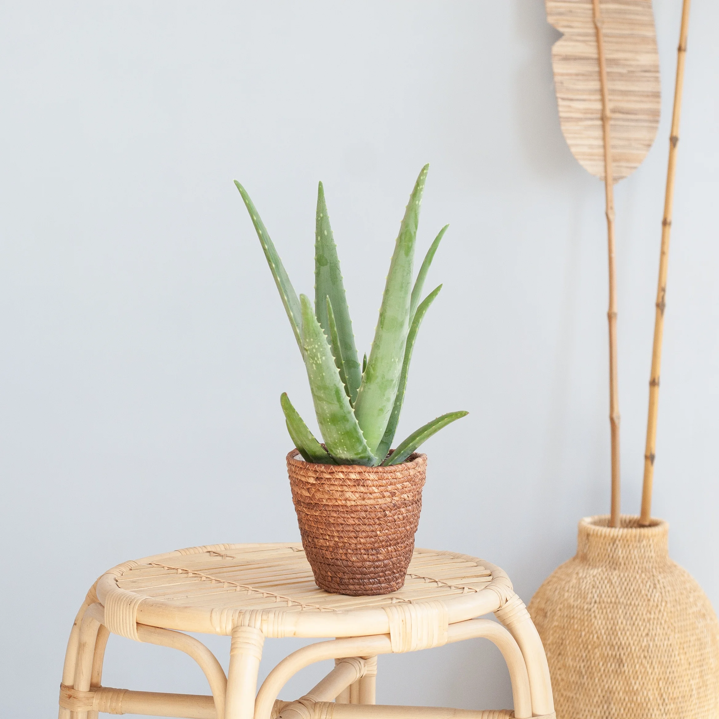Aloe Vera