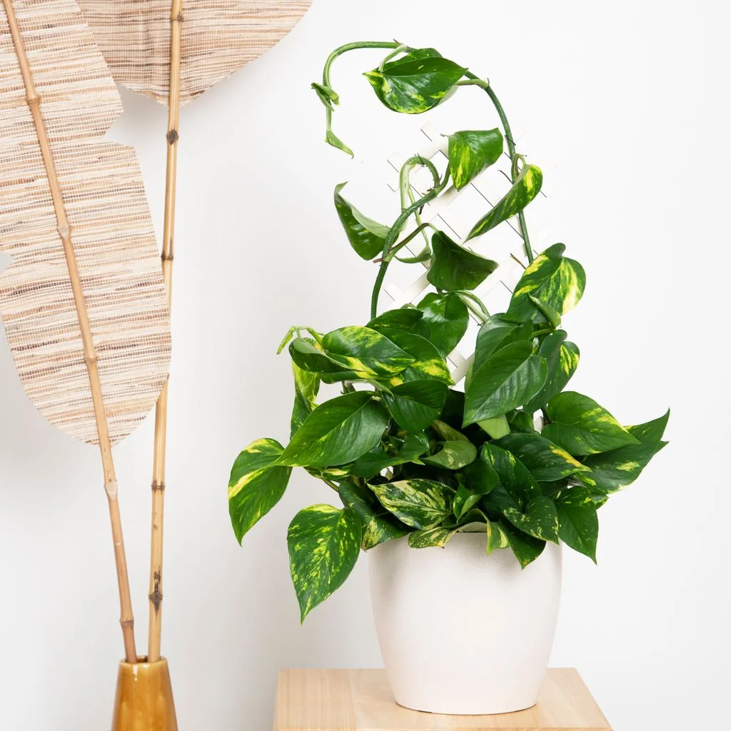 Epipremnum Pinnatum Aureum